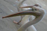 /album/fotogalerij1/vogel-4-jpg/